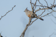 Rhinocrypta lanceolata