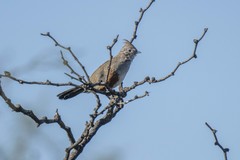 Rhinocrypta lanceolata