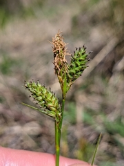 Carex gynodynama