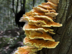 Laetiporus versisporus