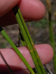 Carex gynodynama