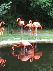 Phoenicopteriformes