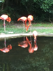 Phoenicopteriformes