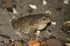 Rhinella horribilis