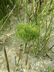 Cymodoceaceae