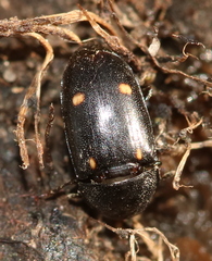 Glischrochilus siepmanni