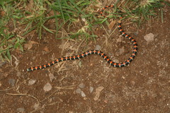 Scolecophis atrocinctus