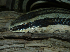 Conophis lineatus