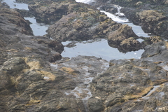 Calidris ptilocnemis