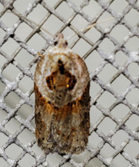 Acleris maculidorsana