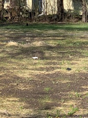 Corvus brachyrhynchos