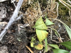 Drymoanthus adversus