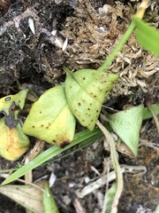 Drymoanthus adversus