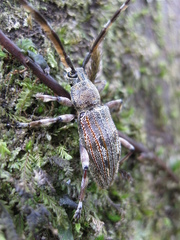 Hexatricha pulverulenta