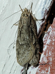 Semioscopis aurorella