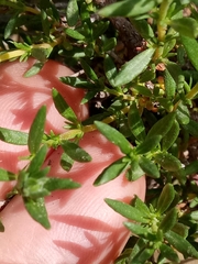 Fumana thymifolia