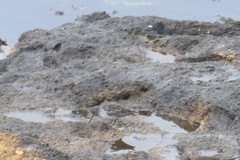 Calidris ptilocnemis