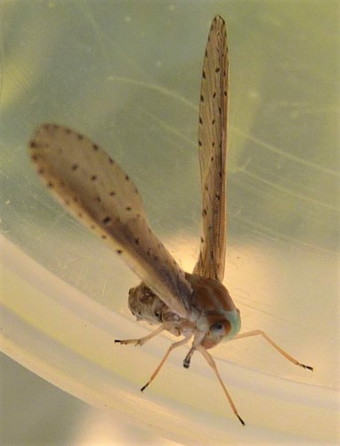 Lydda elongata observed 2021-04-12