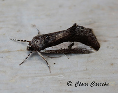 Euscirrhopterus poeyi