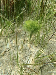 Cymodoceaceae