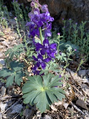 Delphinium antoninum
