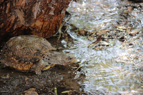 Ornate Box Turtle, United States, photo 9 of 10