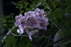 Podranea
