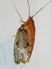 Agonopterix canadensis
