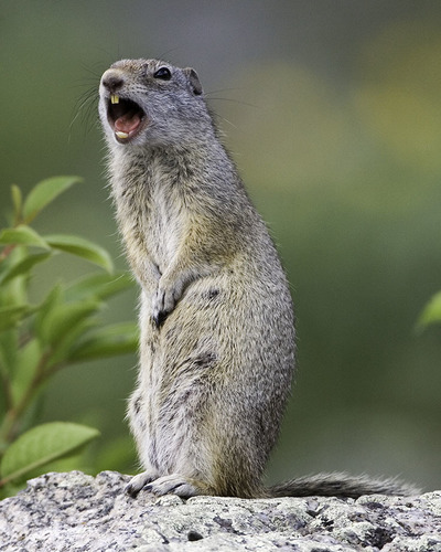 Uinta Ground Squirrel