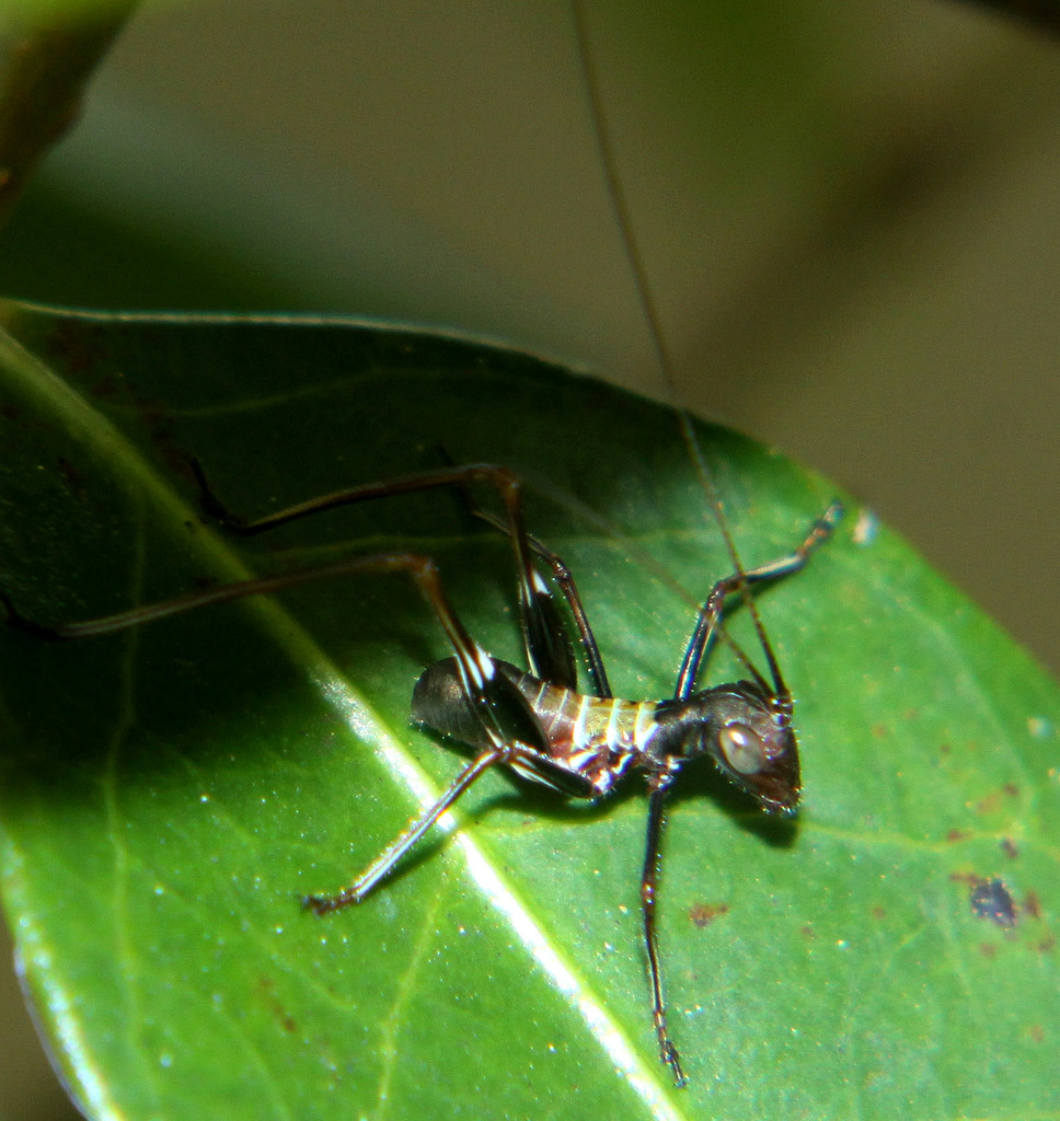 Torbia in September 2015 by juliegraham173 · iNaturalist