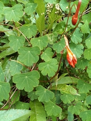 Tropaeolum tuberosum