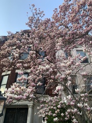 Magnolia