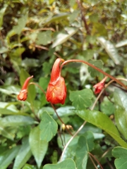 Tropaeolum tuberosum