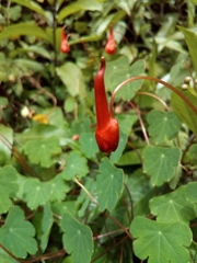 Tropaeolum tuberosum