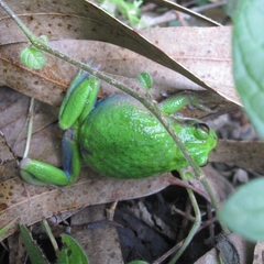 Gastrotheca
