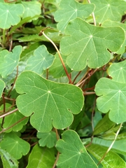 Tropaeolum tuberosum