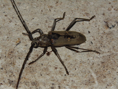 Susuacanga stigmatica