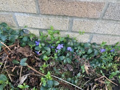 Vinca minor