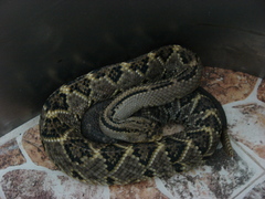 Crotalus culminatus