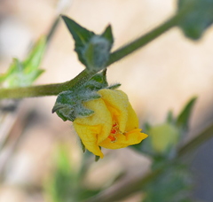 Verbascum pinnatifidum