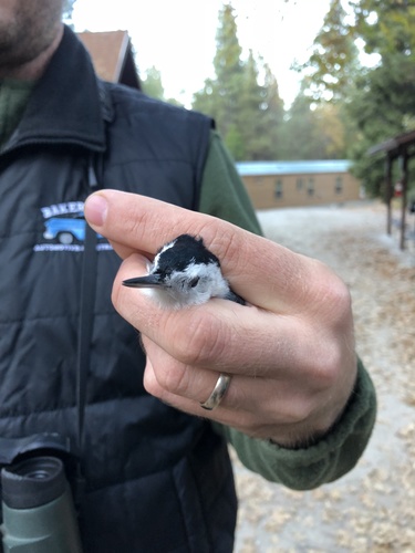 iNaturalist observation photo of White-breasted Nuthatch