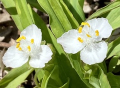 Tradescantia ozarkana