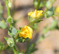Verbascum pinnatifidum