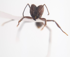 Acromyrmex