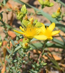 Hypericum olympicum