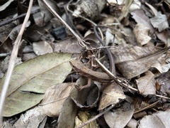 Takydromus tachydromoides