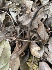 Takydromus tachydromoides