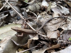 Takydromus tachydromoides