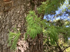 Pseudolarix amabilis