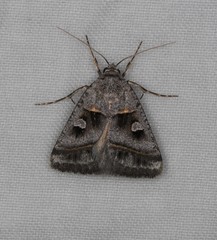 Acantholipes juba